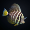 Sailfin Tang - Fiji