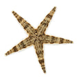 Sand Sifting Starfish - Top Shelf Aquatics