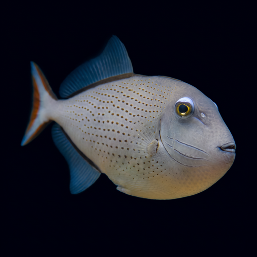 Sargassum Triggerfish