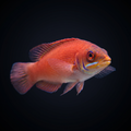 Scarlet Pin Stripe Wrasse