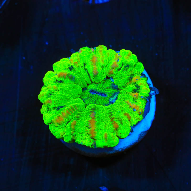 Ultra Button Scoly 1/2" Scolymia Coral - Top Shelf Aquatics