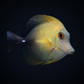 Scopas Tang - Fiji