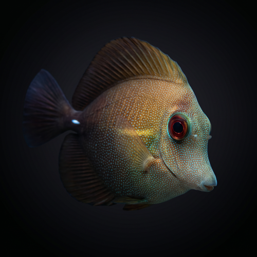 Scopas Tang - Zebrasoma scopas