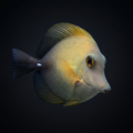 Scopas Tang - Marshall Is.