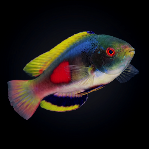 Scott's Fairy Wrasse - Male