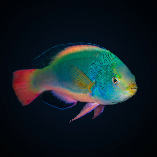 Scott's Fairy Wrasse - Male
