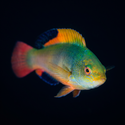 Scott's Fairy Wrasse - Male