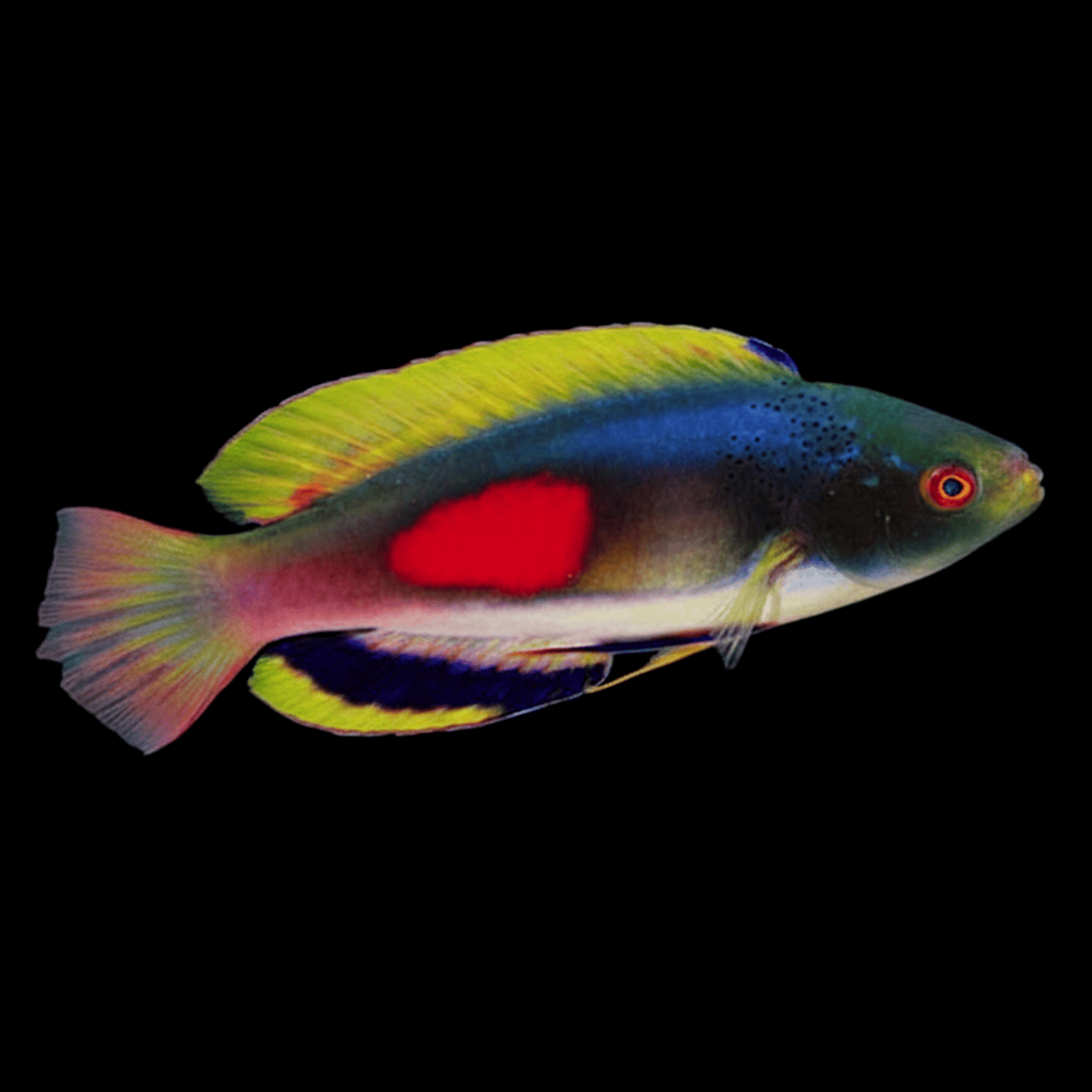 Scott’s Fairy Wrasse