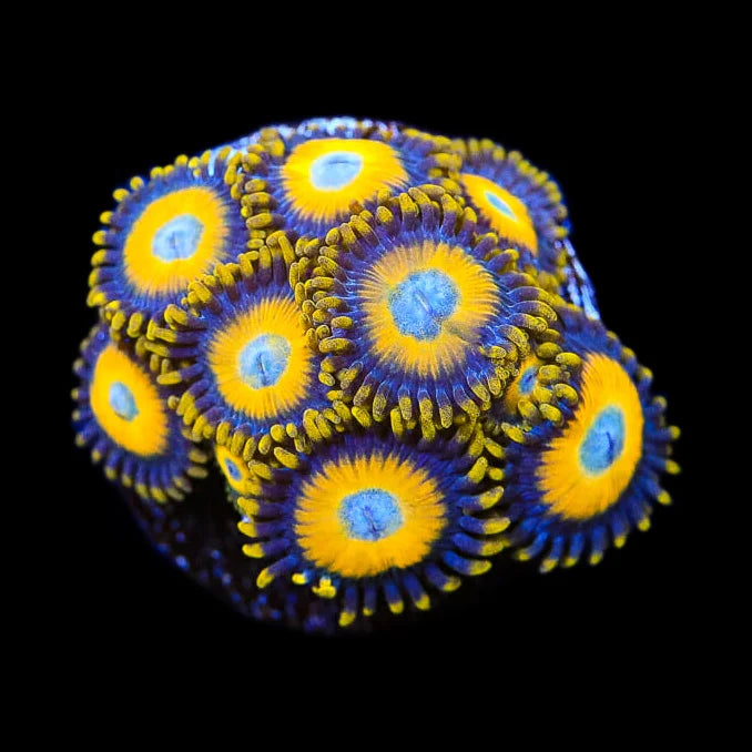 Scrambled Eggs Zoanthid Coral