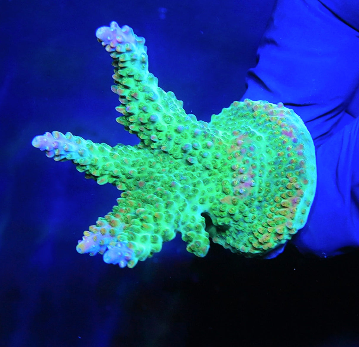 BC Bubblebath Unicorn Acropora Coral
