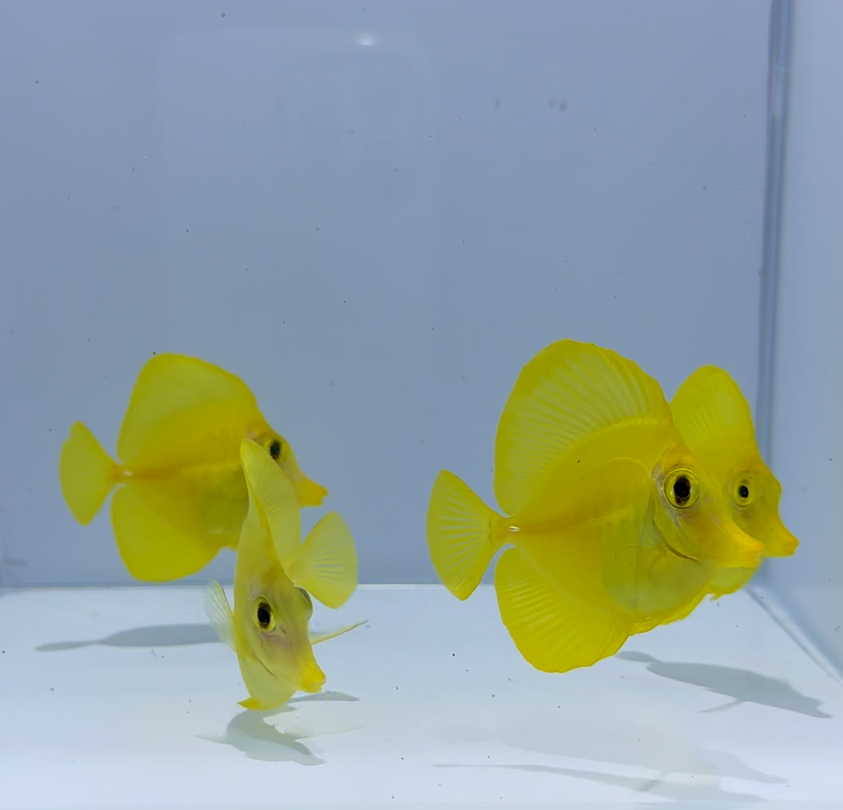 Captive-Bred Yellow Tang Fish