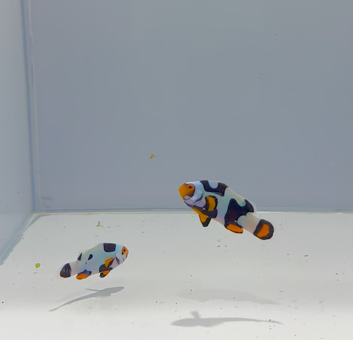 Black Hawk Clownfish Pair