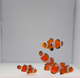 Gladiator Clownfish