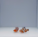 Premium Mocha Gladiator Clownfish