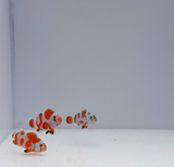 Orange Storm Clownfish