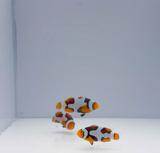 Premium Onyx Picasso Clownfish