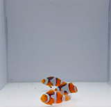 Onyx Picasso Clownfish