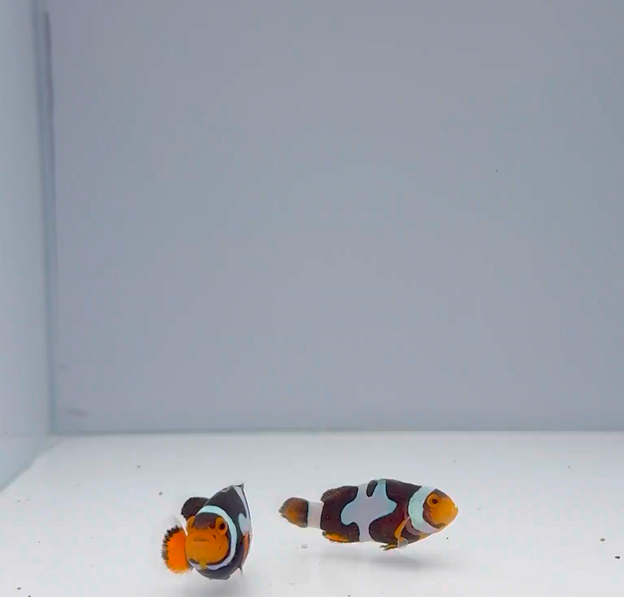 Sapphire Onyx Picasso Clownfish