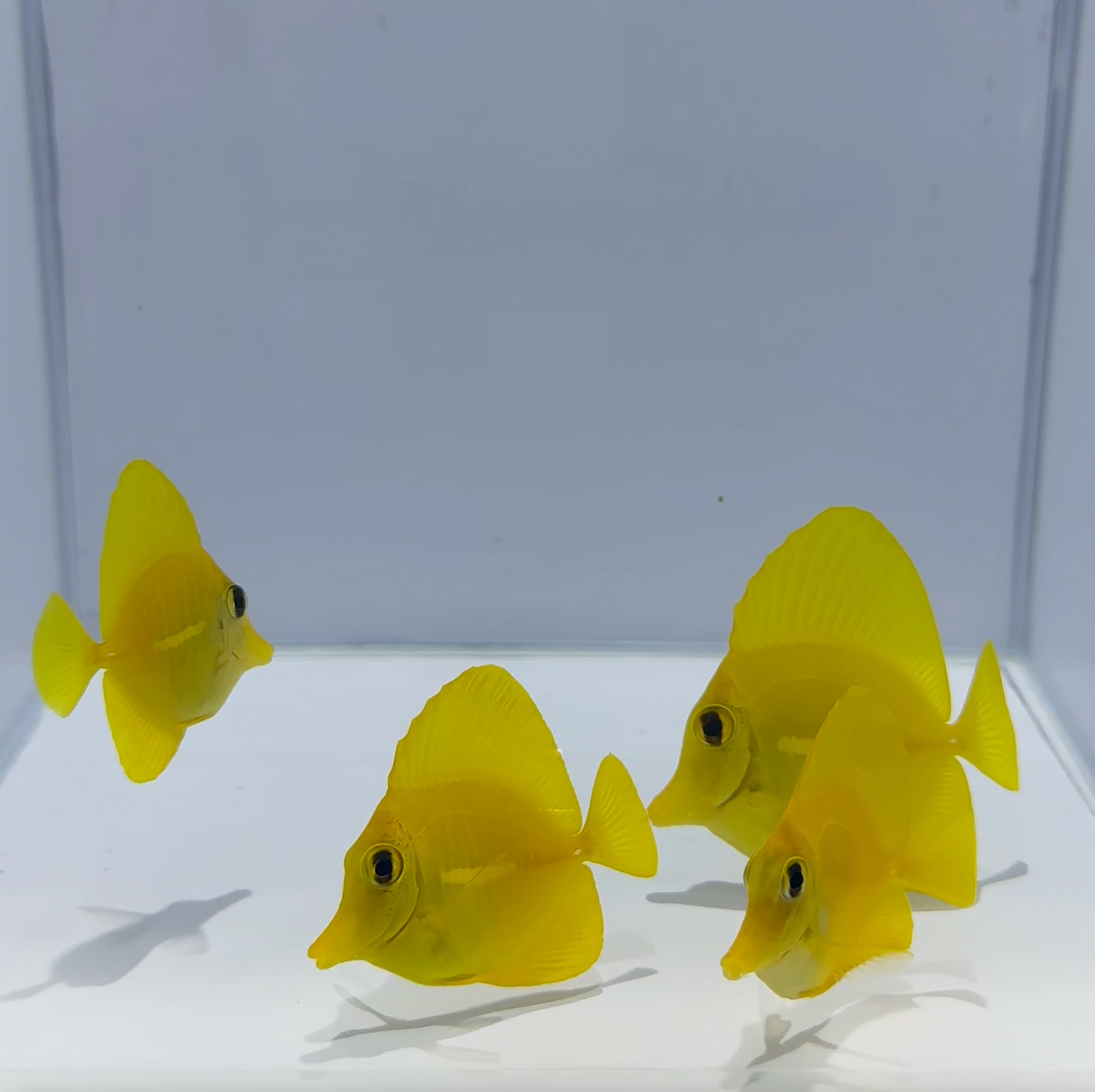 True Hawaiian Yellow Tang Fish