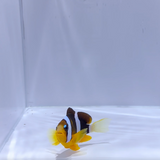 Jumbo Pearl Eye Clownfish