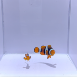 True Onyx Percula Clownfish Pair