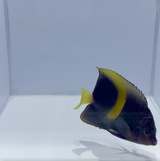 Maculosus Angelfish