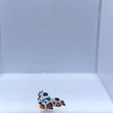 Extreme Gladiator Clownfish Pair