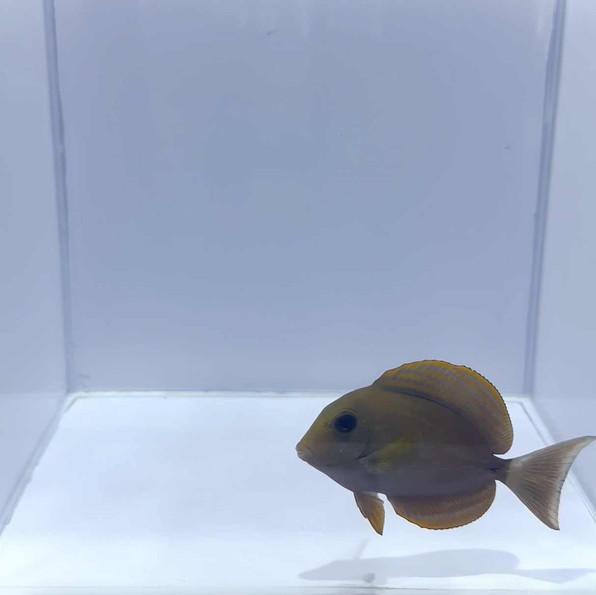 Xanthopterus Tang Fish