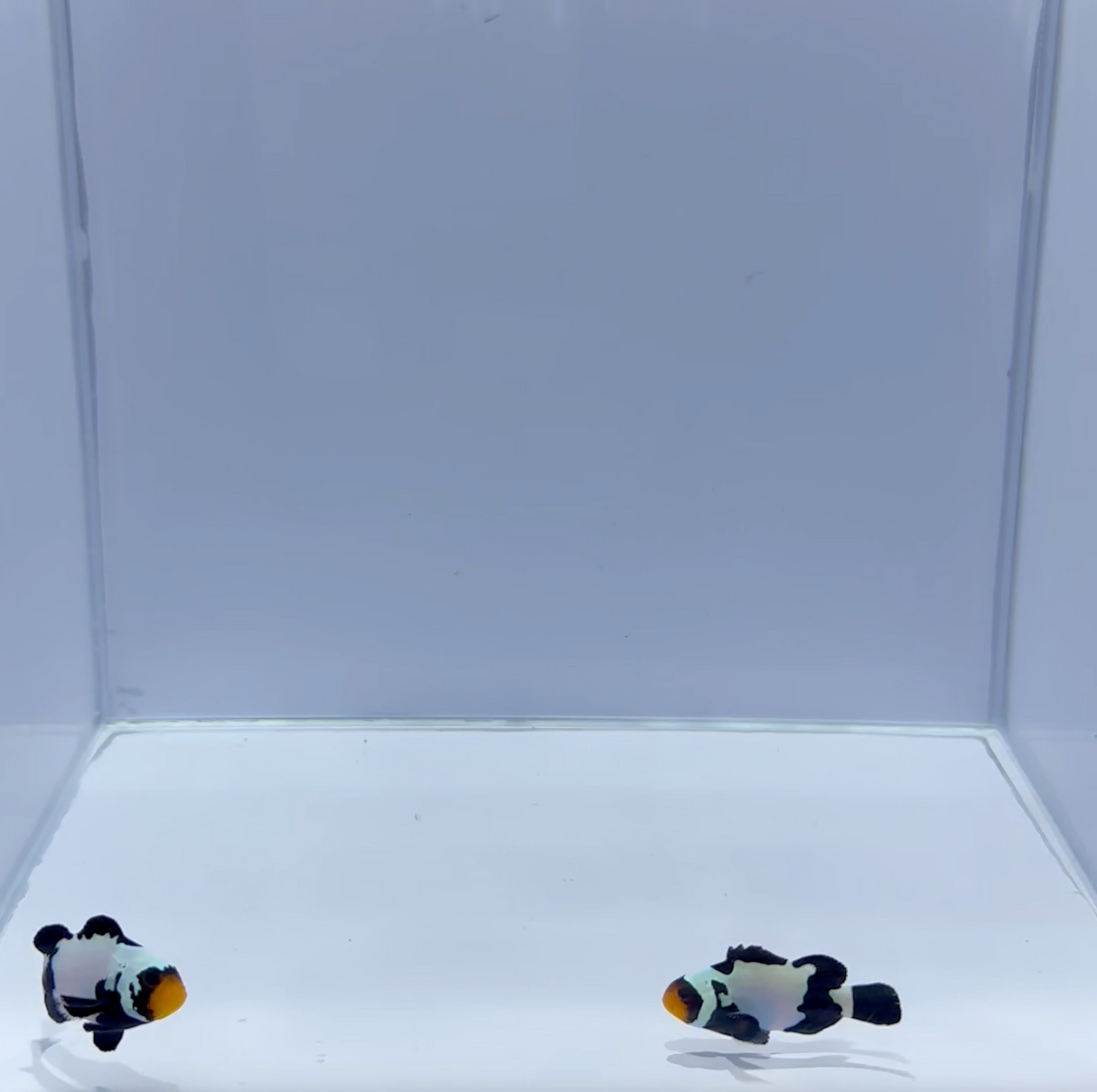 Premium Black Snowflake Clownfish Pair