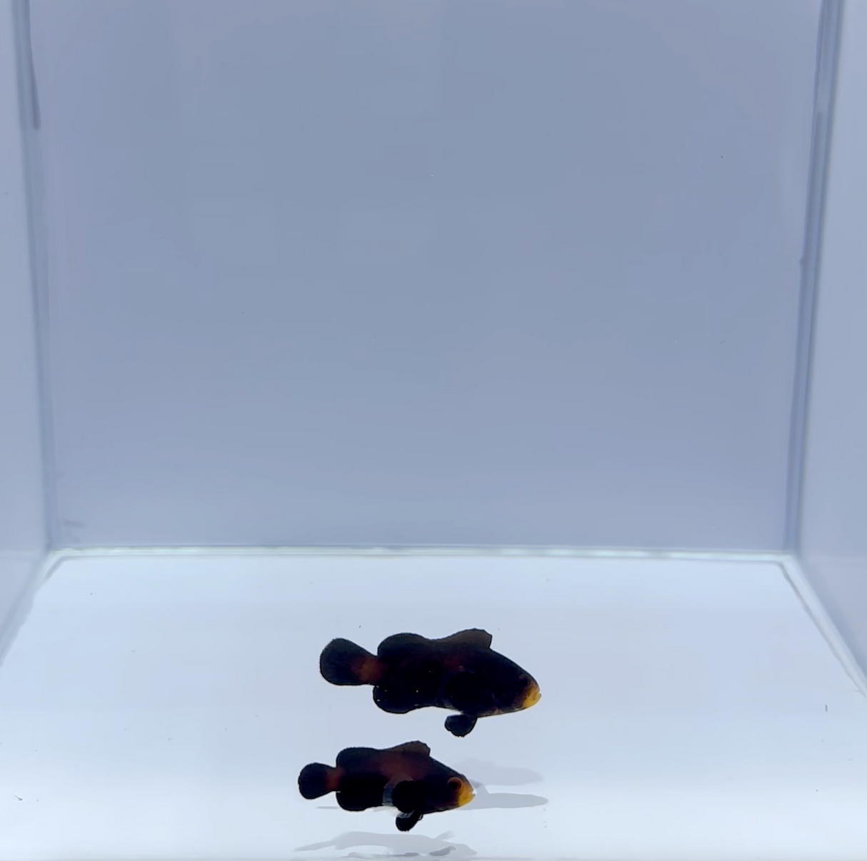 Midnight Clownfish Pair