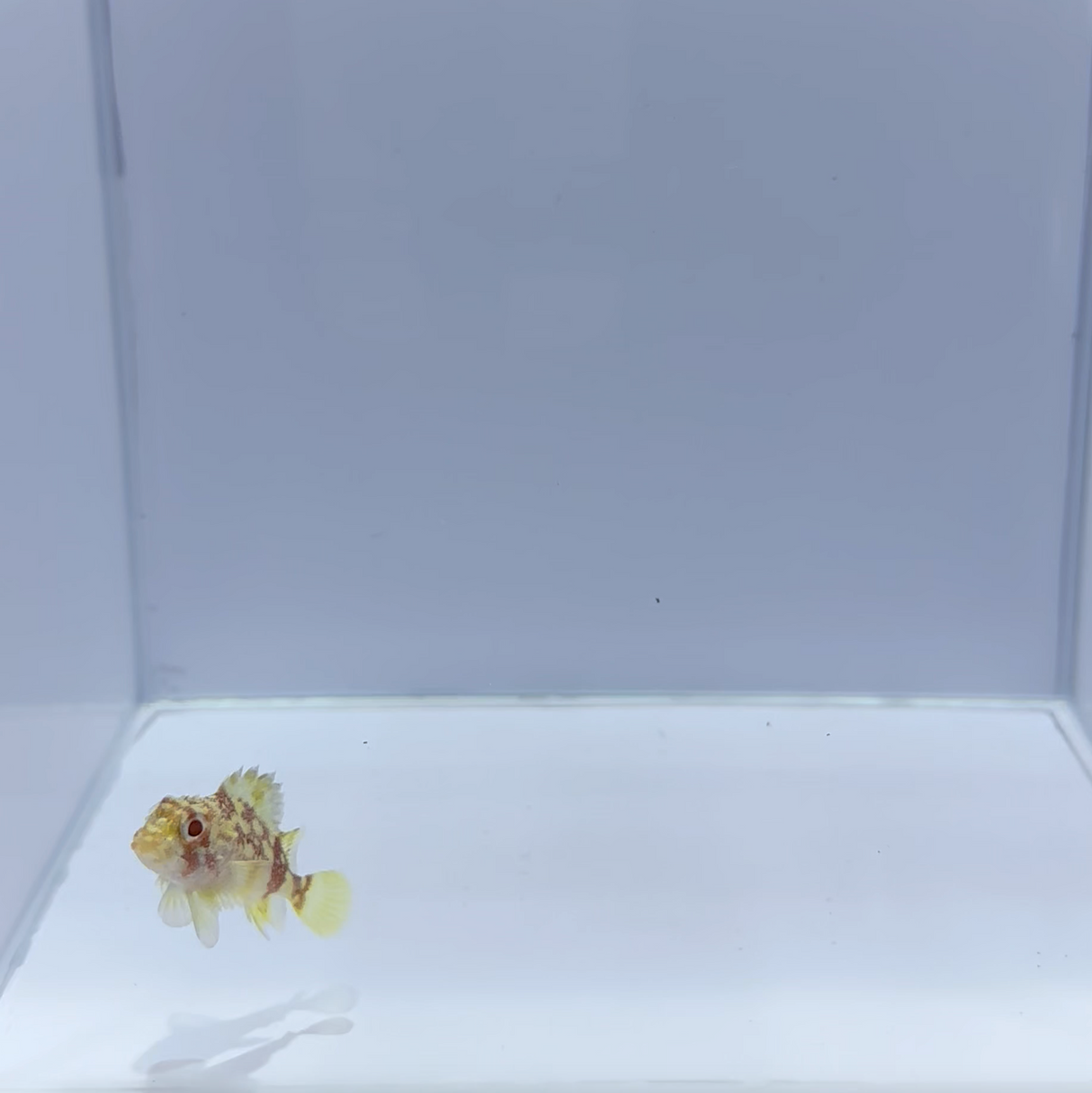 Yellow Spotted Scorpion Fish