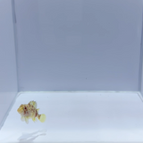 Yellow Spotted Scorpion Fish