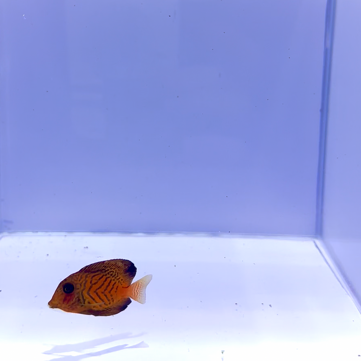 Chevron Tang Fish