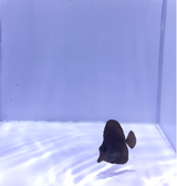 Black Longnose Tang Fish