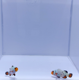 Premium Frostbite Clownfish Pair