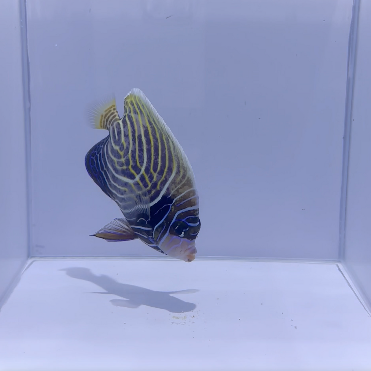 Emperor Angelfish