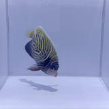 Emperor Angelfish