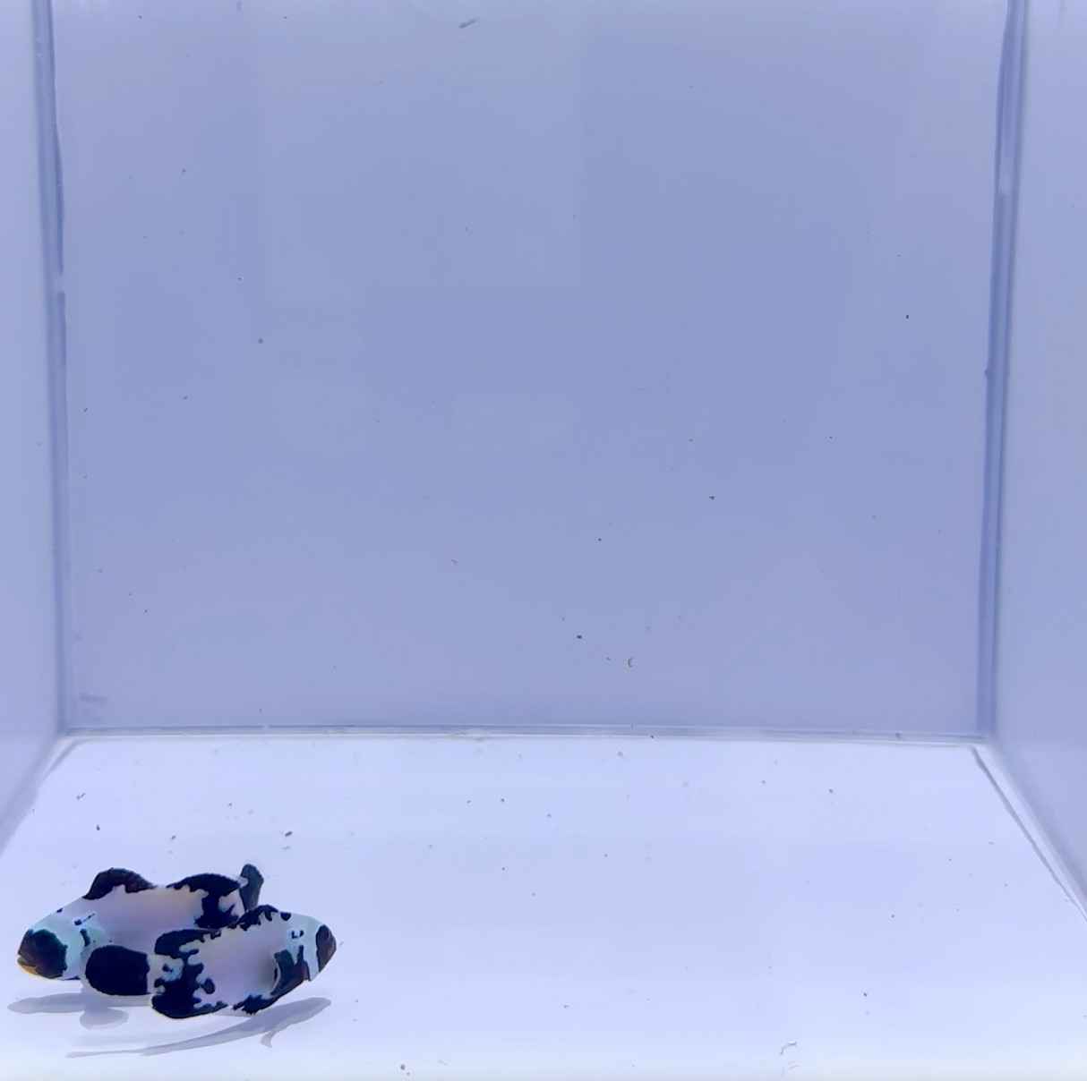 Premium Sapphire Black Snowflake Clownfish Pair