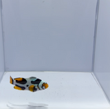 Bali Aquarich Black Helmet Picasso Clownfish