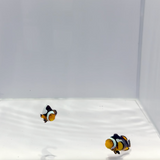 Sapphire Moon Onyx X Premium Onyx Clownfish Pair