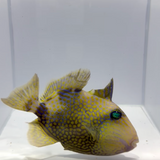 Blue Line Triggerfish