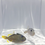 Blue Throat Triggerfish Pair