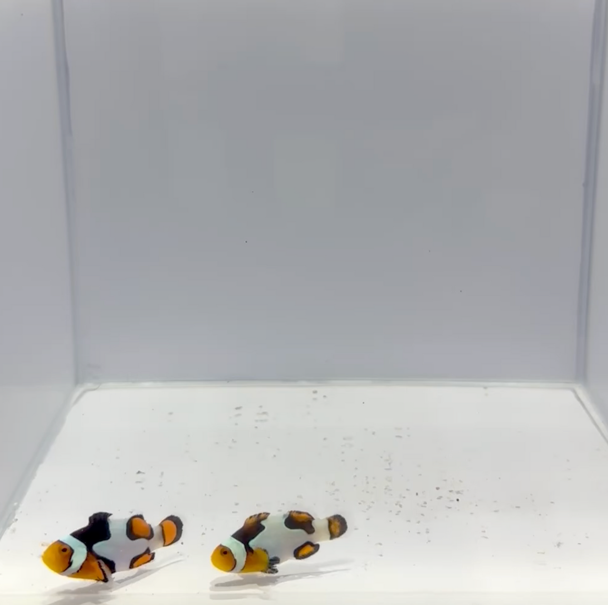 Onyx Picasso Clownfish Pair