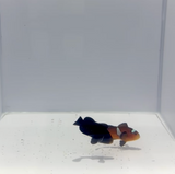 Midnight X Extreme Misbar Clownfish Pair