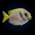 Scribbled Rabbitfish