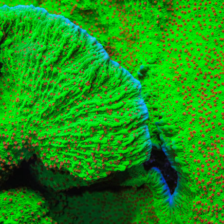 Seasons Greetings Montipora Coral - Top Shelf Aquatics