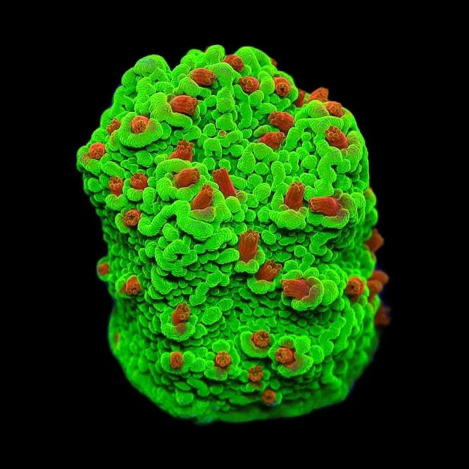 Seasons Greeting Montipora Coral coral identification and care guide