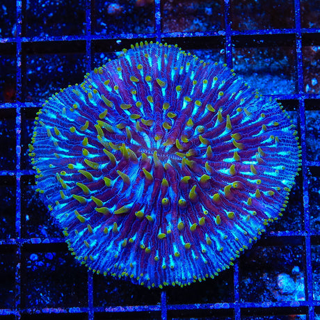 Ultra Fungia Plate Coral