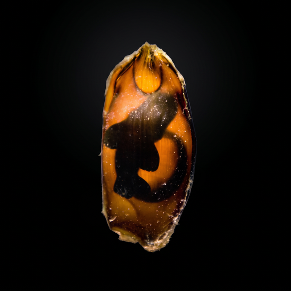 Banded Cat Shark Egg saltwater fish care guide