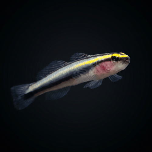 Captive-Bred Sharknose Cleaner Goby - Elacatinus evelynae